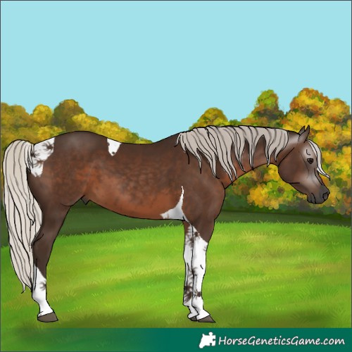 Horse Color:Gray Silver Black Tobiano 