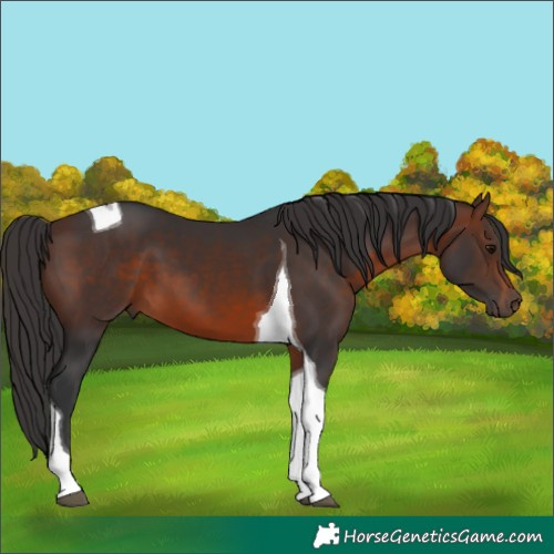 Horse Color:Brown Tobiano 