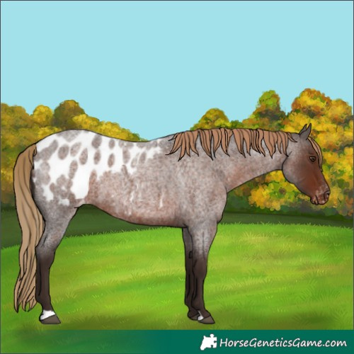 Horse Color:Liver Red Roan Appaloosa 