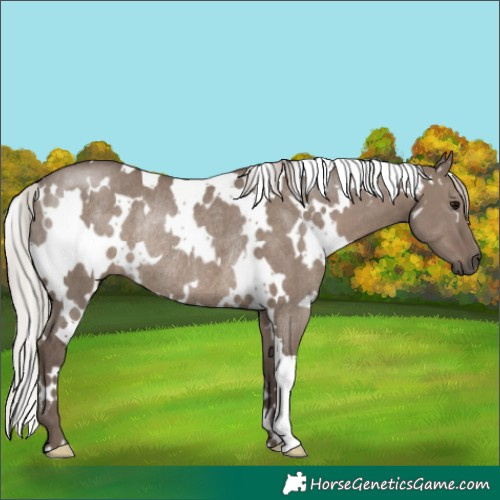 Horse Color:White Spotted Silver Grullo Rabicano 