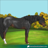 Horse Color:Liver Chestnut
