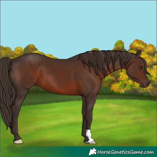 Horse Color:Liver Chestnut 