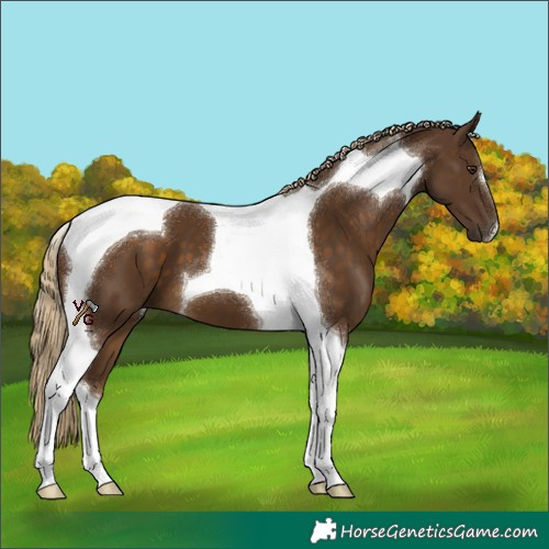 Horse Color:Chocolate Palomino Tobiano 