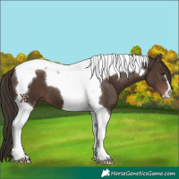 Horse Color:Liver Chestnut Tobiano 