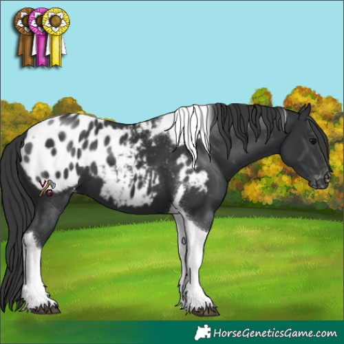 Horse Color:Black Tobiano Appaloosa 