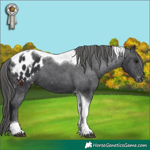 Horse Color:Black Tobiano Appaloosa 