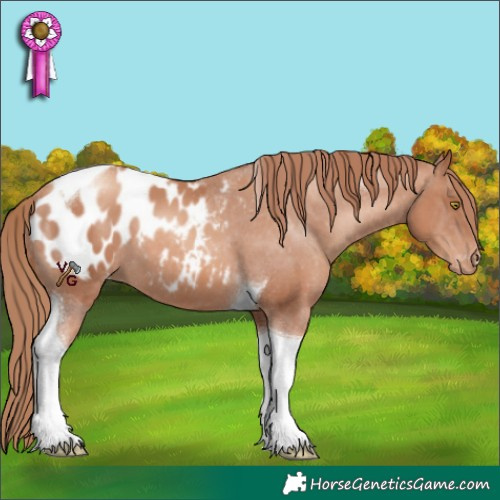 Horse Color:Gold Champagne Tobiano Appaloosa 