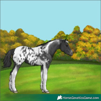 Horse Color:Black Tobiano Blanket