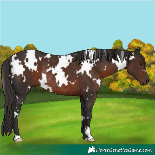 Horse Color:White Spotted Liver Chestnut Rabicano 