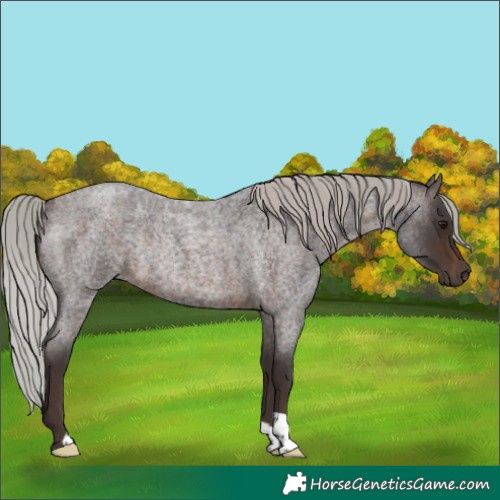 Horse Color:Silver Brown Roan Rabicano