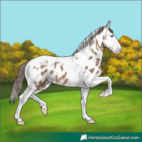 Horse Color:Brown Dun Splash Tobiano Near Leopard