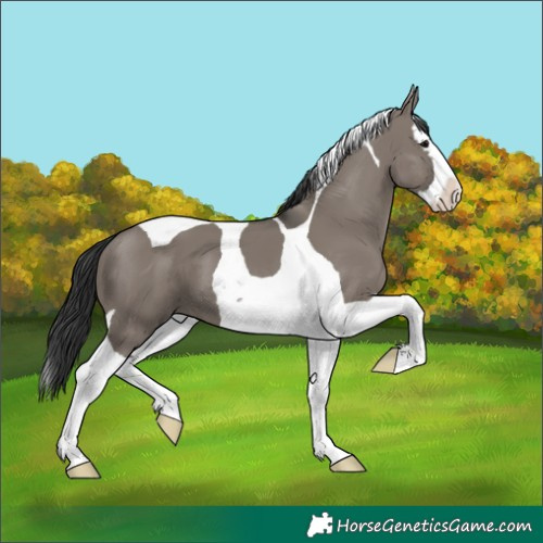 Horse Color:Grullo Splash Tobiano 