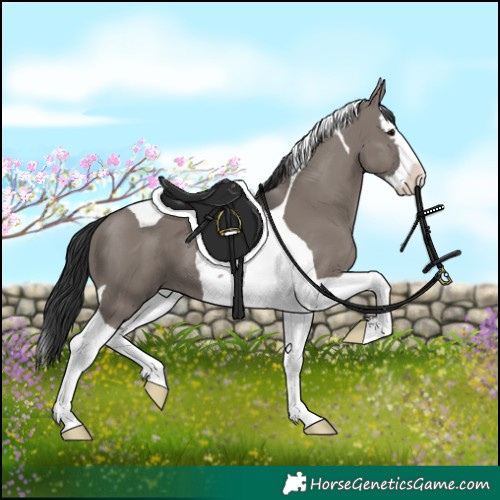 Horse Color:Grullo Splash Tobiano 