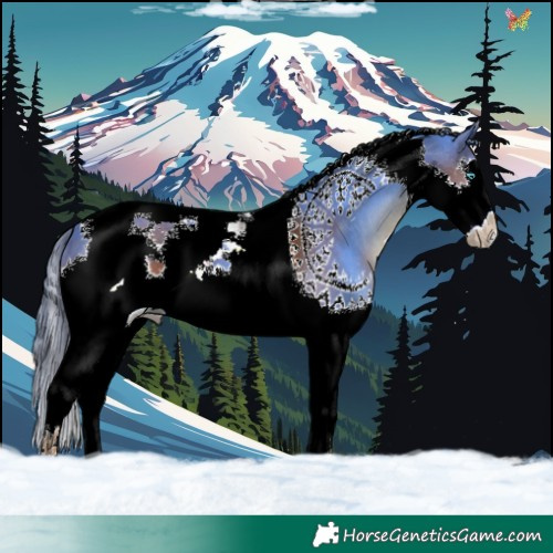 Horse Color:Liver Chestnut Splash Tobiano 