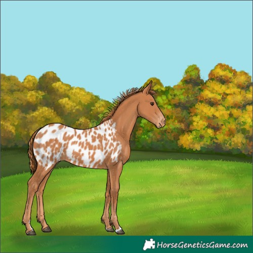 Horse Color:Chestnut Appaloosa Rabicano
