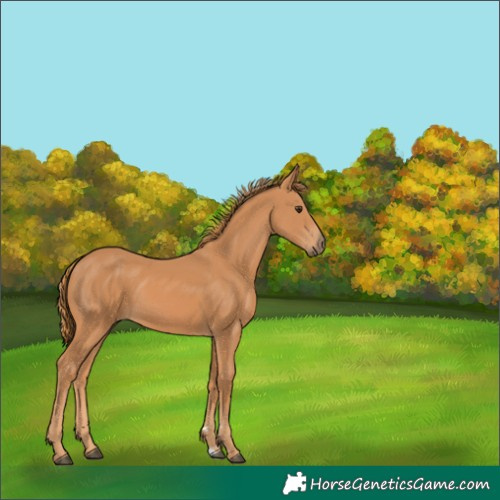 Horse Color:Chestnut Rabicano