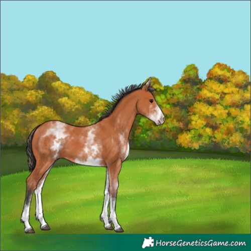 Horse Color:White Spotted Bay 
