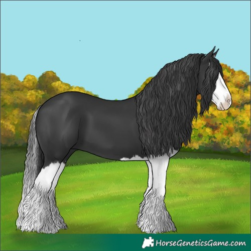 Horse Color:Black Splash 