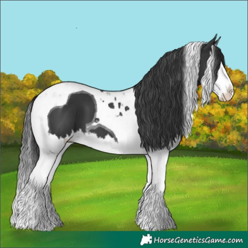 Horse Color:Black Splash Tobiano