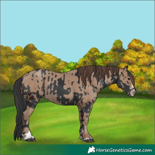 Horse Color:Unknown 