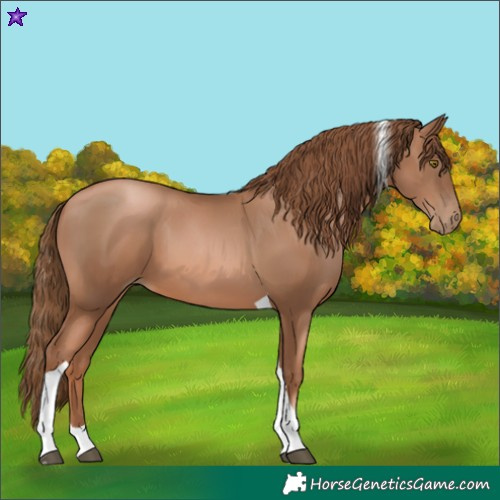 Horse Color:Liver Chestnut Pearl Tobiano