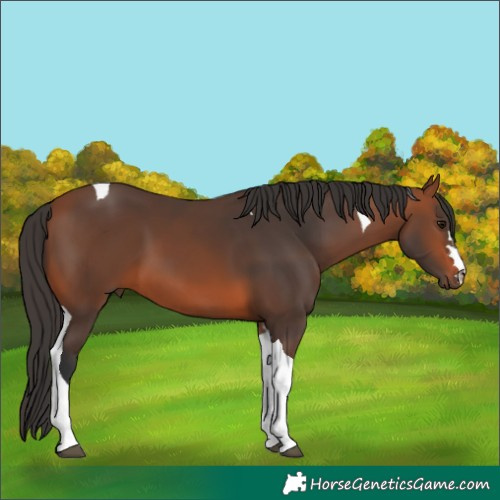 Horse Color:Bay Tobiano 