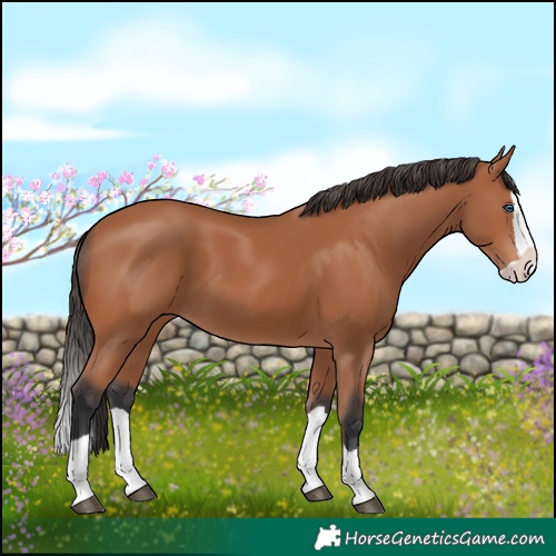 Horse Color:Bay Splash