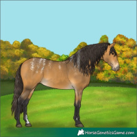 Horse Color:Powder White Buckskin 