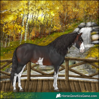 Horse Color:White Spotted Brown