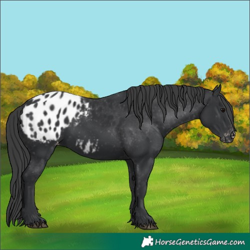 Horse Color:Black Appaloosa 
