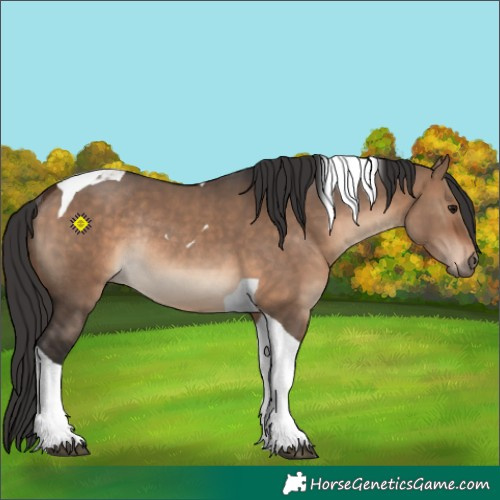 Horse Color:Brown Dun Tobiano Rabicano 