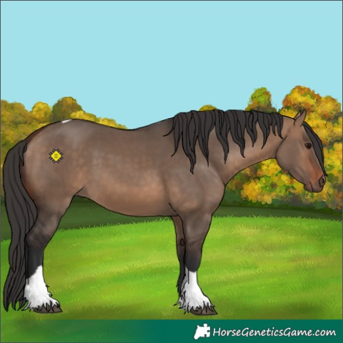 Horse Color:Bay Dun Tobiano 