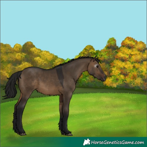 Horse Color:Gray Bay Dun 