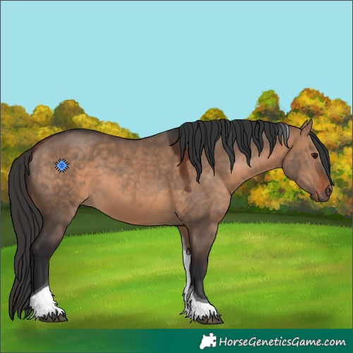 Horse Color:Bay Dun Tobiano