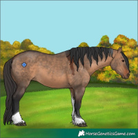 Horse Color:Bay Dun Tobiano