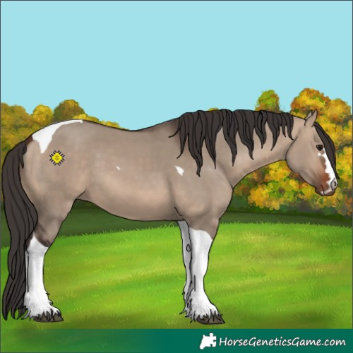 Horse Color:Bay Dun Tobiano
