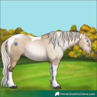 Horse Color:Gray Silver Bay Pearl Dun Tobiano 