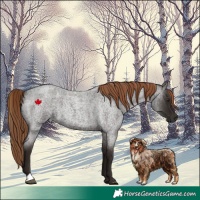 Horse Color:Liver Red Roan 