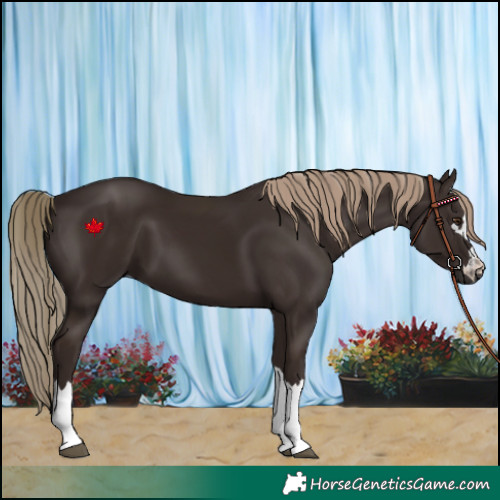 Horse Color:Liver Chestnut 