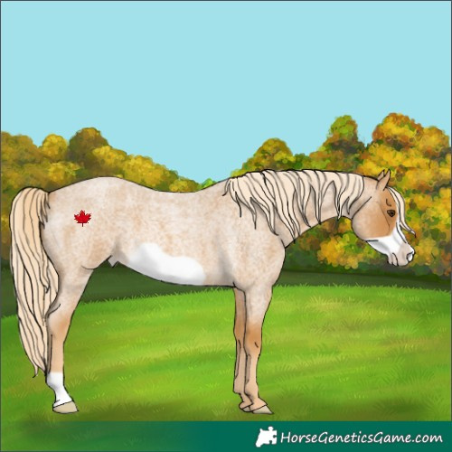 Horse Color:Palomino Roan Frame 