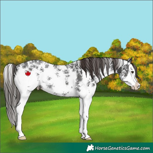 Horse Color:Liver Chestnut Sabino Splash Rabicano 