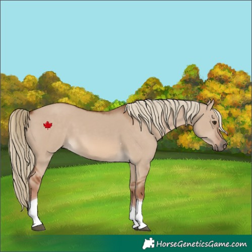 Horse Color:Red Dun Tobiano