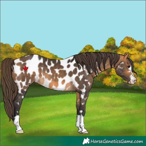 Horse Color:Buckskin Near Leopard 