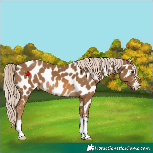 Horse Color:Chocolate Palomino Near Leopard 