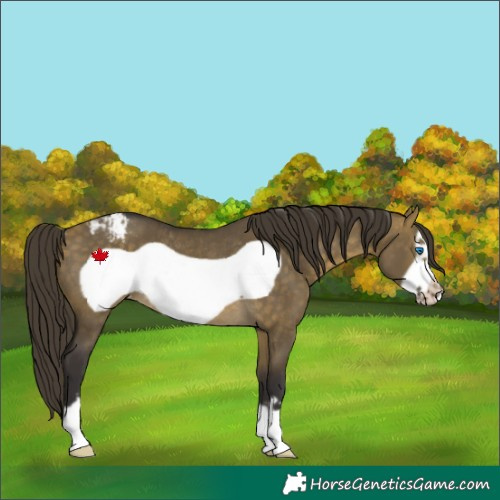 Horse Color:Buckskin Dun Frame Varnish Rabicano 