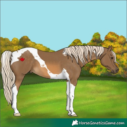 Horse Color:Chocolate Palomino Tobiano 