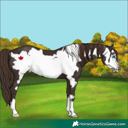 Horse Color:Liver Chestnut Frame 