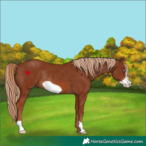 Horse Color:Chestnut Frame Rabicano 