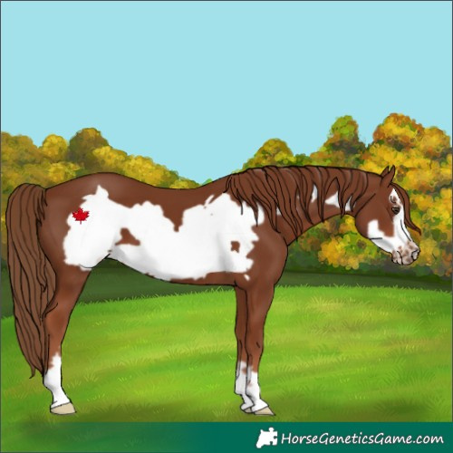 Horse Color:Chestnut Frame