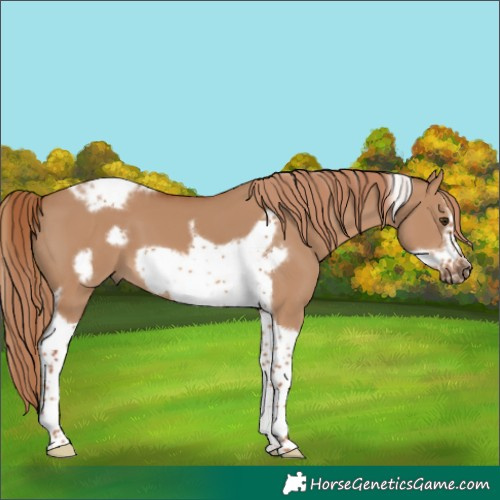 Horse Color:Red Dun Tobiano Frame